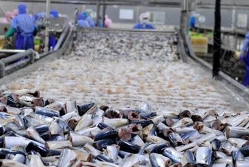 Automatic Canned Seafood Processing Line Machine New Cleaning Machine for Scallop Shrimp Suillus Clam Meat with Durable Gear