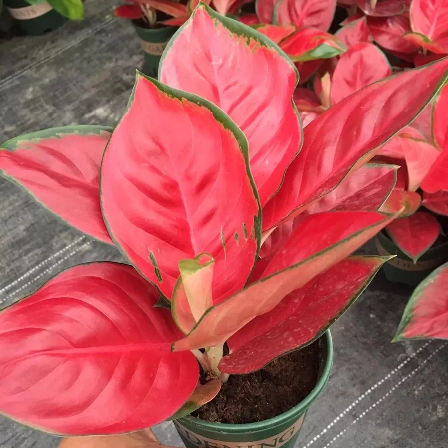  Живые растения Aglaonema Sukson