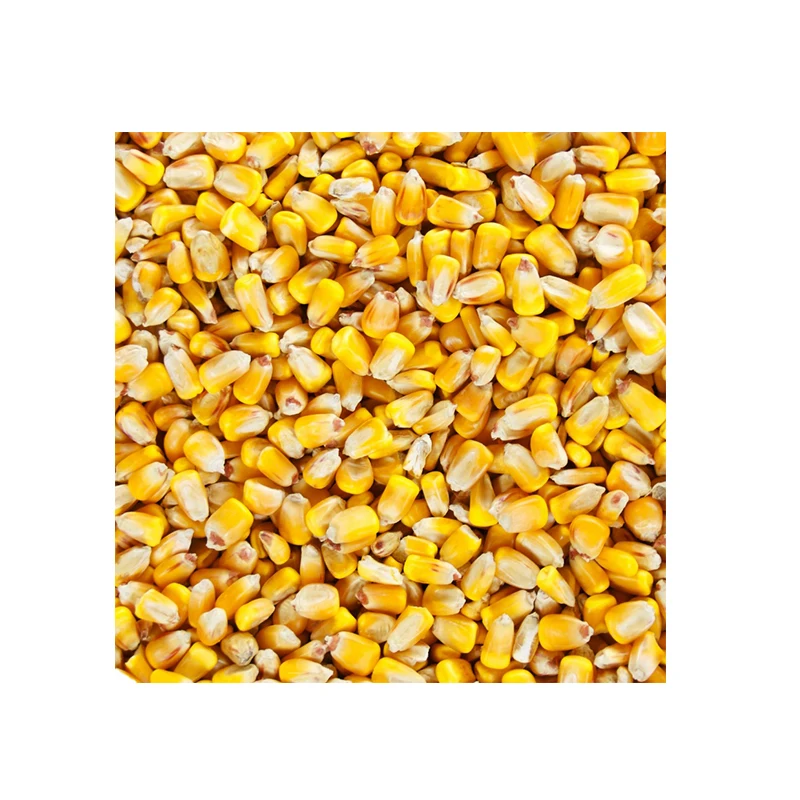 
2021New crops Egyptain Sweet Corn Yellow Corn In-Stock Price 