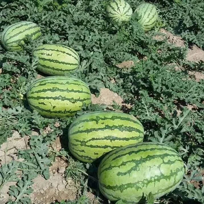 Лучшая китайская гибридная семена арбуза Overlord, распродажа