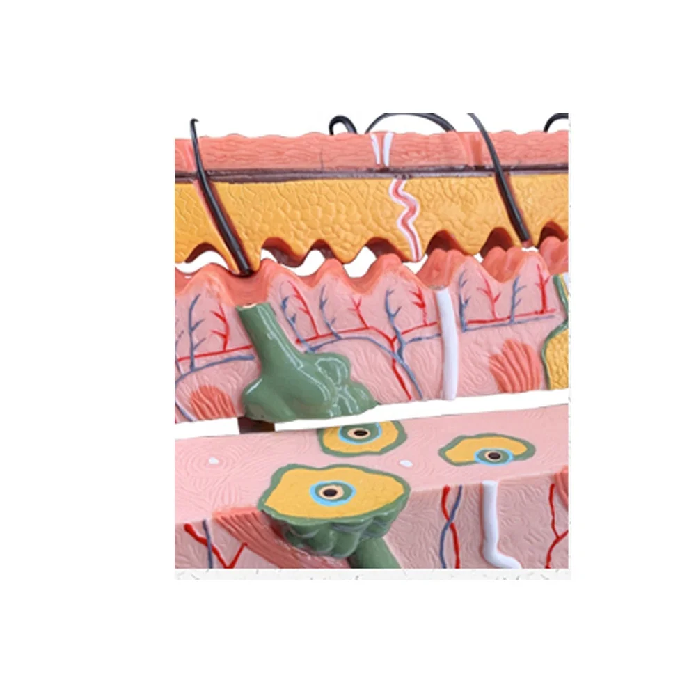 HOT Skin Section Structure Layer Anatomical Model Human Teaching