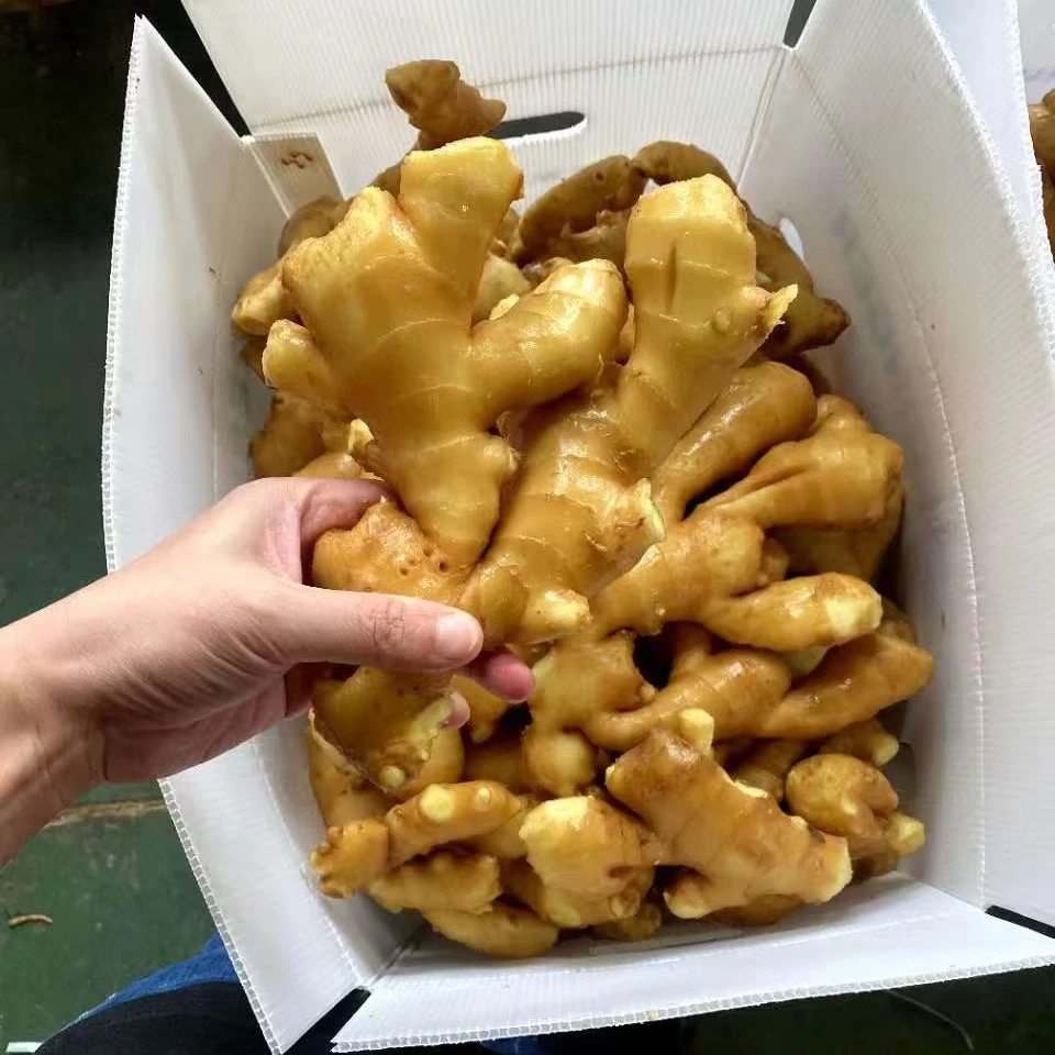 Wholesale New Fresh Organic Ginger air China Supplier Dried Ginger Exporter Ginger USDA certification For Sale