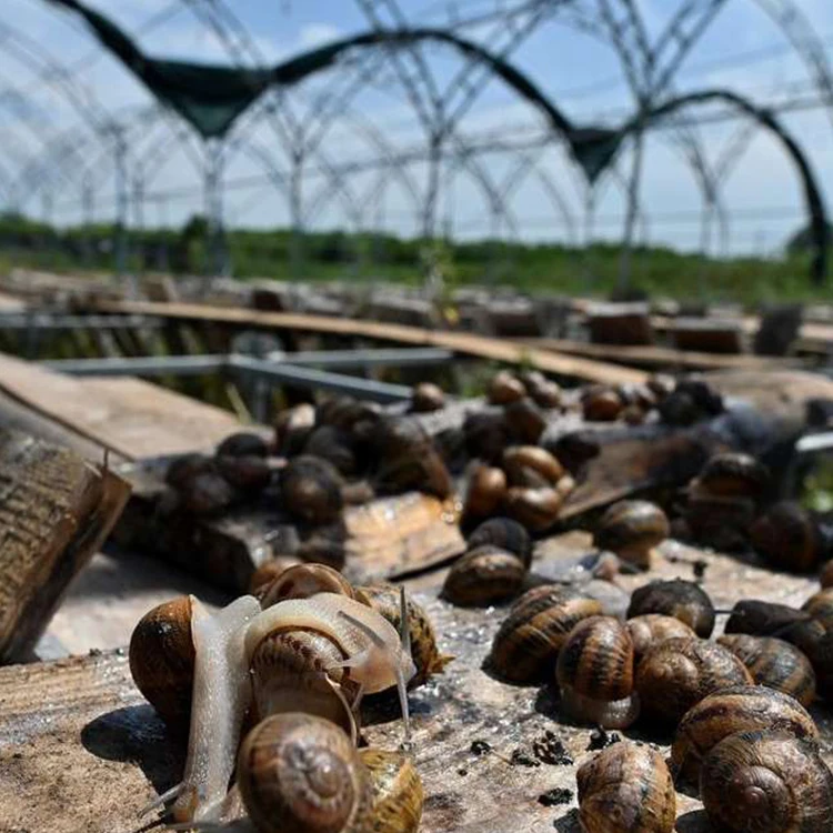 Plastic shed double layer agricultural farming snail green house mini