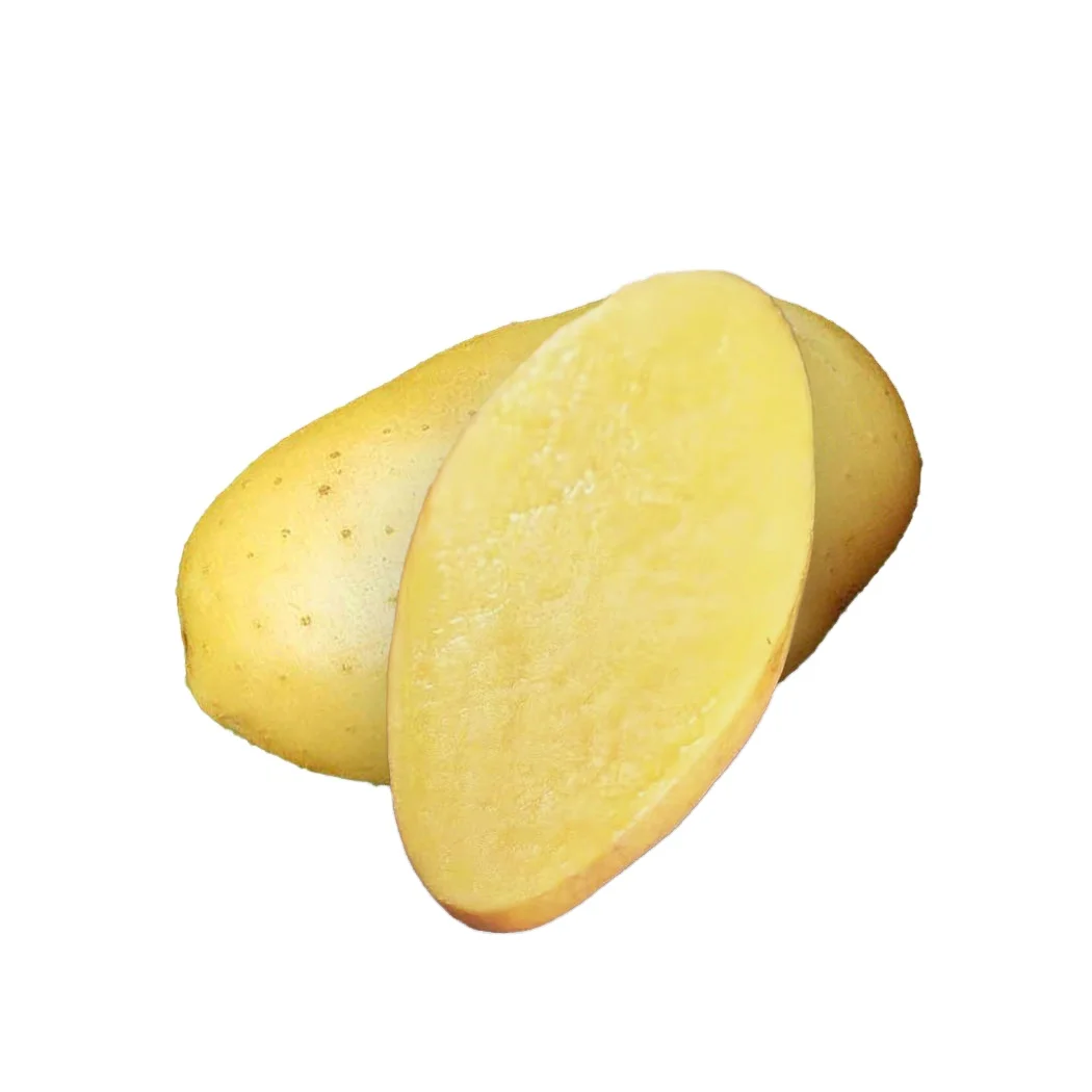 Fresh potatoes  wholesale,new harvest premium selection Holland potato exporter