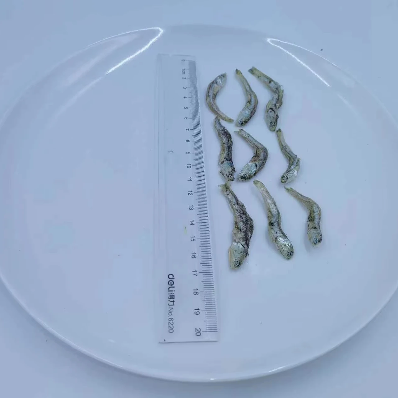 Good quality Dried wild Sardine Fish WR  dried wild Sardinella loniceps with salt