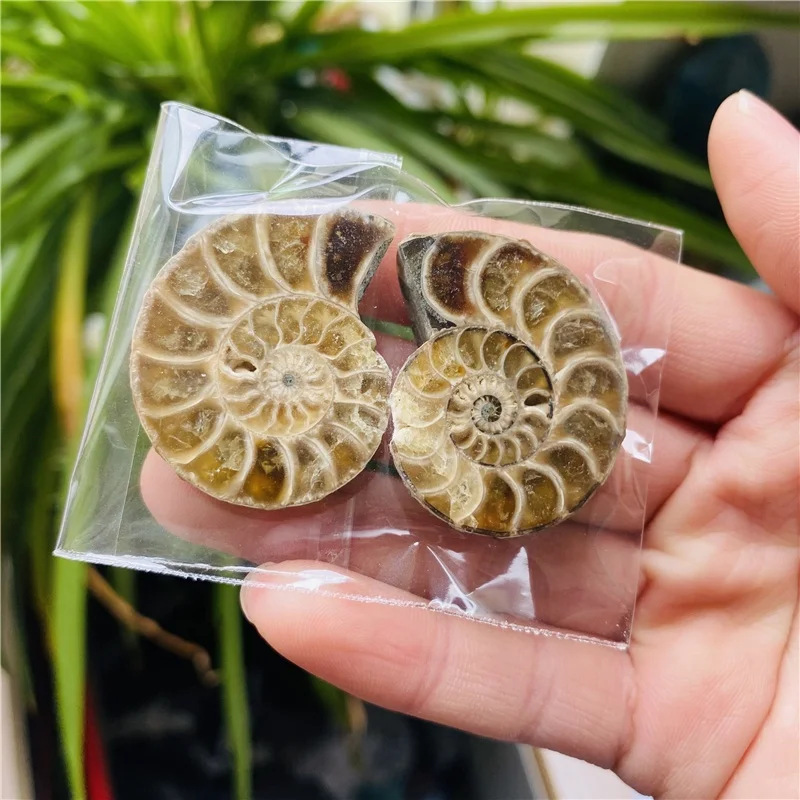 Wholesale Natural Small Size Druzy Geode Shell Snail Ammonite Fossil Pendant For Healing