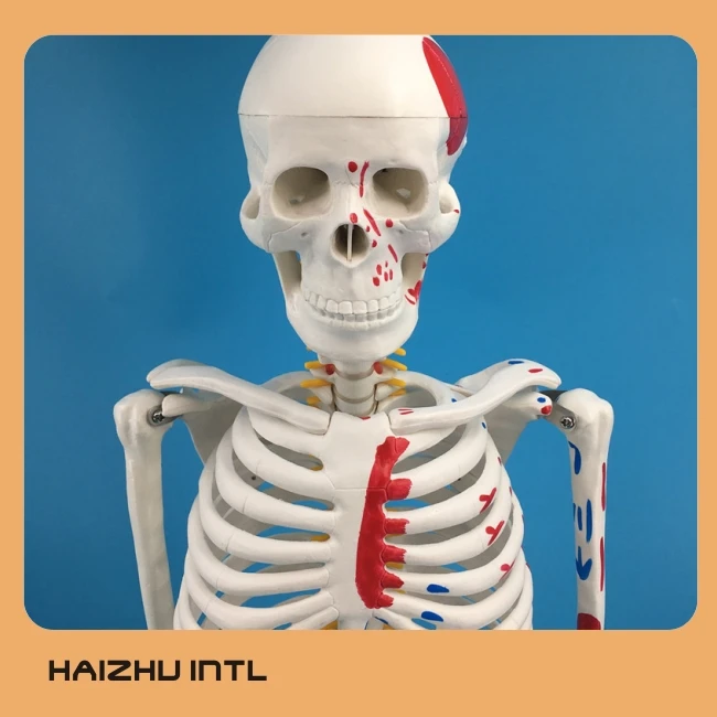 Human Skeleton Model, Skeleton Anatomy Model, Skeleton 3D Model
