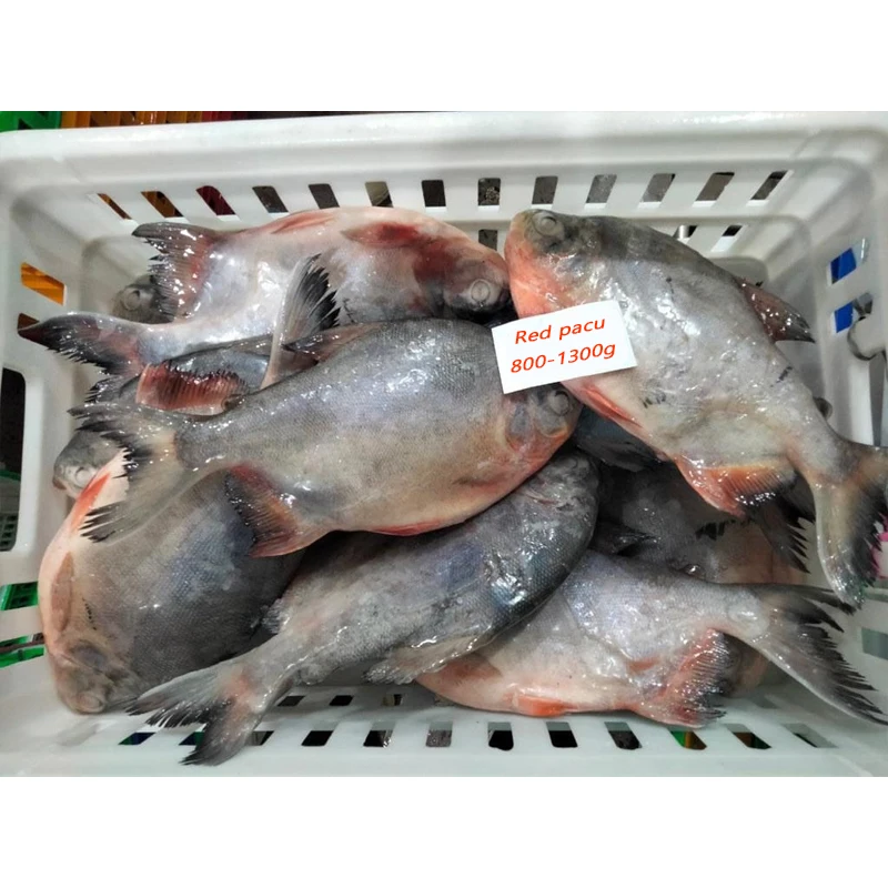 Red pacu frozen red pompano fish frozen pomfret fish frozen red pomfret fish