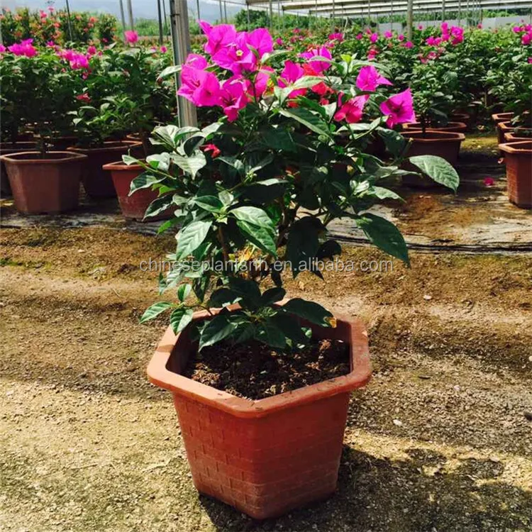 
Bougainvillea Bonsai Living Plants 