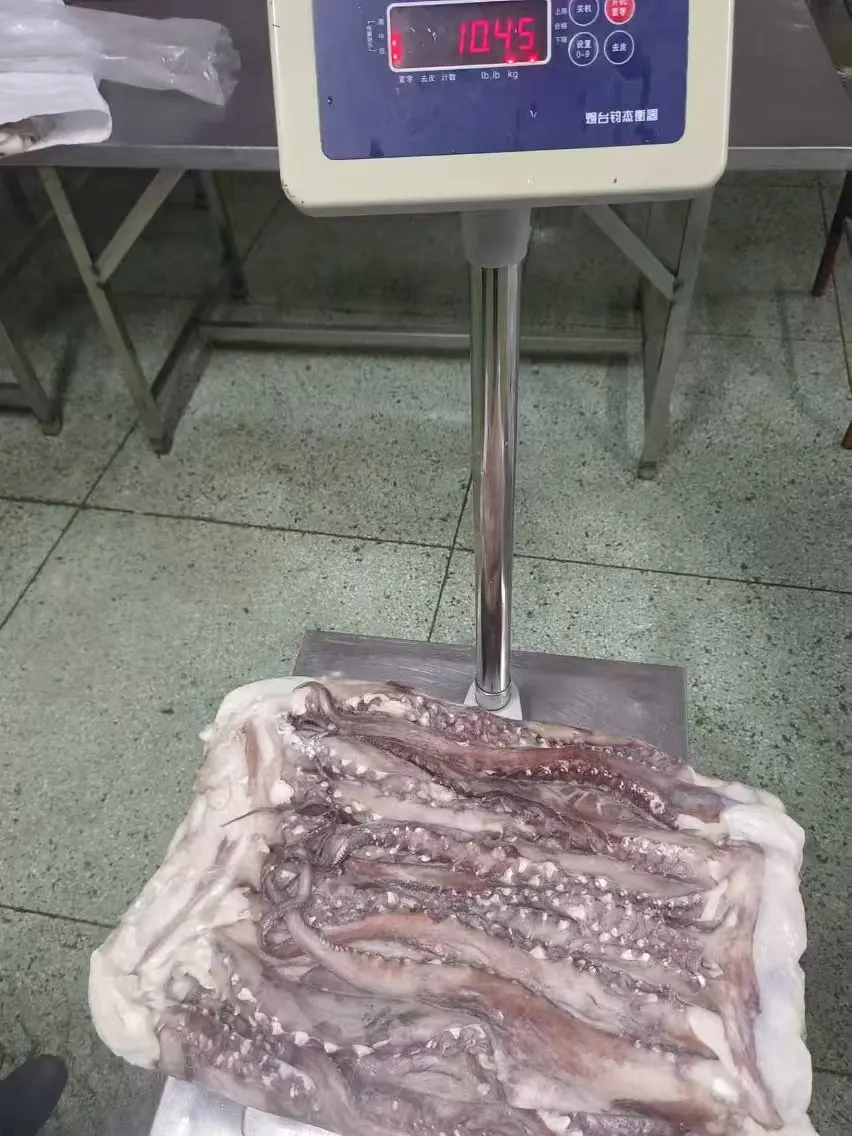 dosidicus gigas seafood Processing squid tentacle