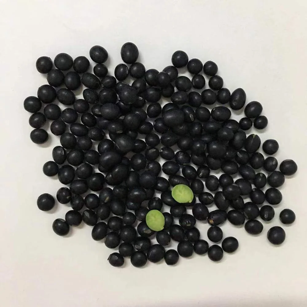 High quality soybean dry bean black bean with green kernel