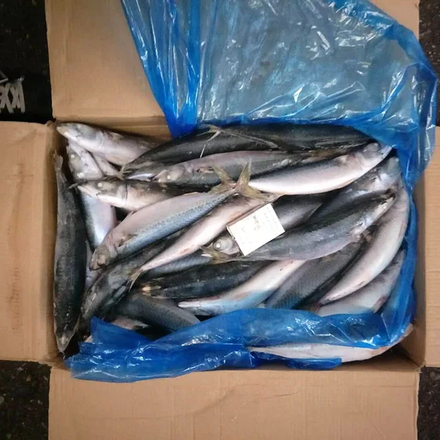
Best Pacific Mackerel, Frozen Blue Mackerel 