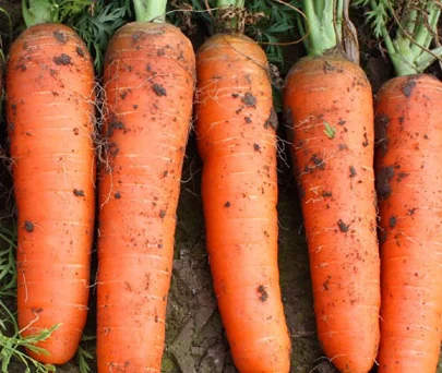 Carrot Purple Radish