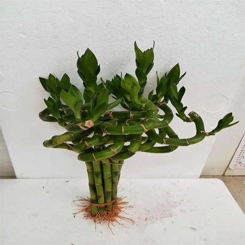 
Ornamental Indoor China Lucky Bamboo Plant Pyramid Dracaena Sanderiana Bonsai 