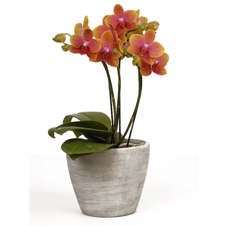 
tissue natural phalaenopsis live orchid plants 