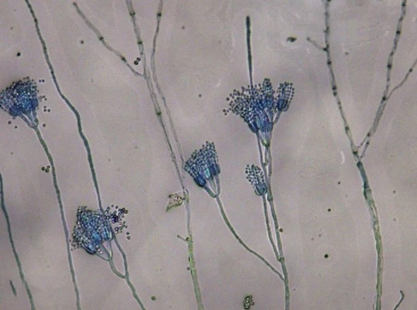 Trichoderma reesei 5 billion CFU/g for agriculture