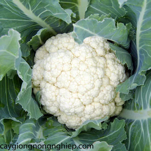 Wholesale Cauliflower Best Price High Quality Vegetables Healthy Cauliflower From Vietnamese