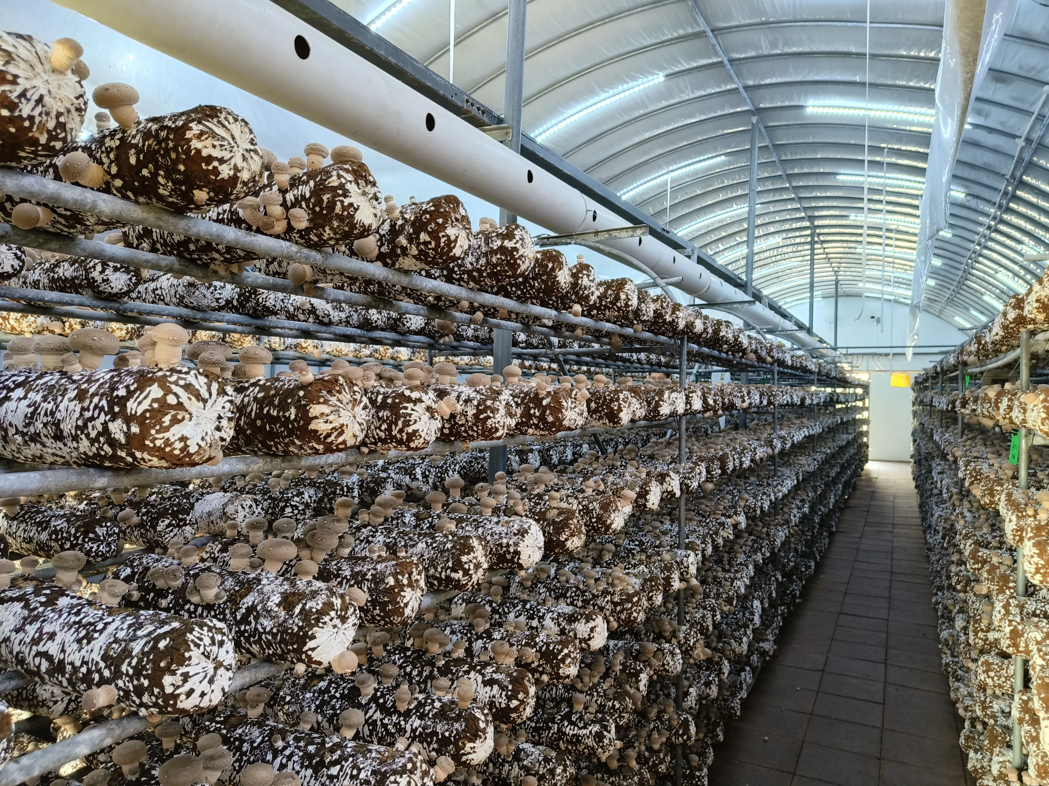 Chinese manufacturer ready to fruit mushroom high yield edible fungus shiitake mushroom spawn substrate