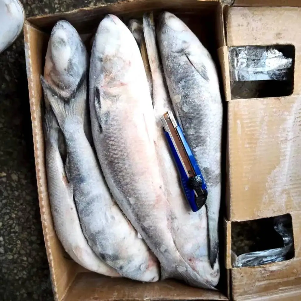 Frozen Grey Mullet Without Roe for market in 2020