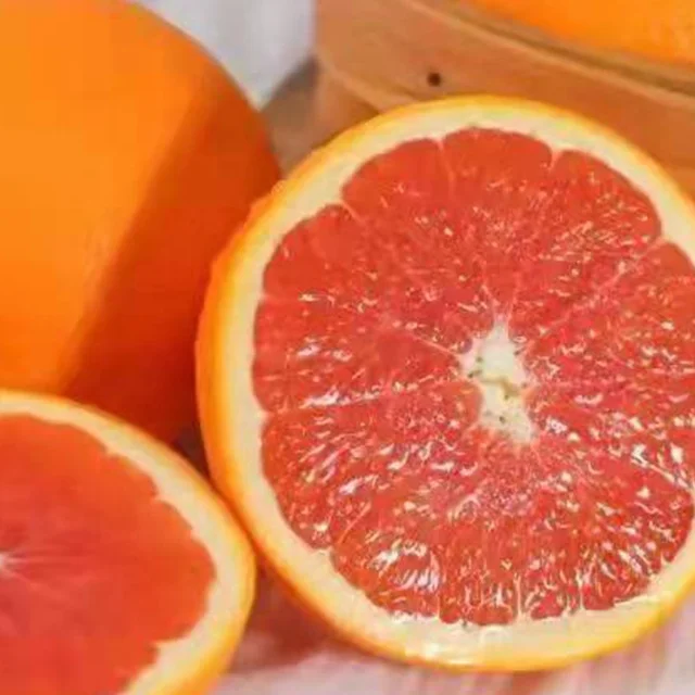Оптовая продажа вкусные сладкие свежие цитрусовые апельсины кровь оранжевый