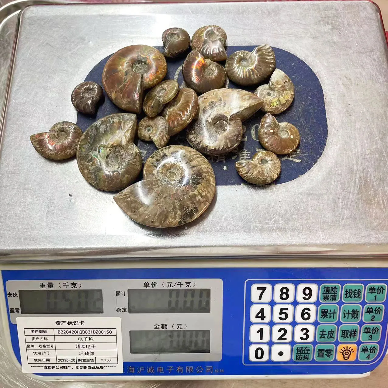 Natural Ammonite Fossil Rainbow Polished Jade Pattern Ammonite Fossil For Fengshui