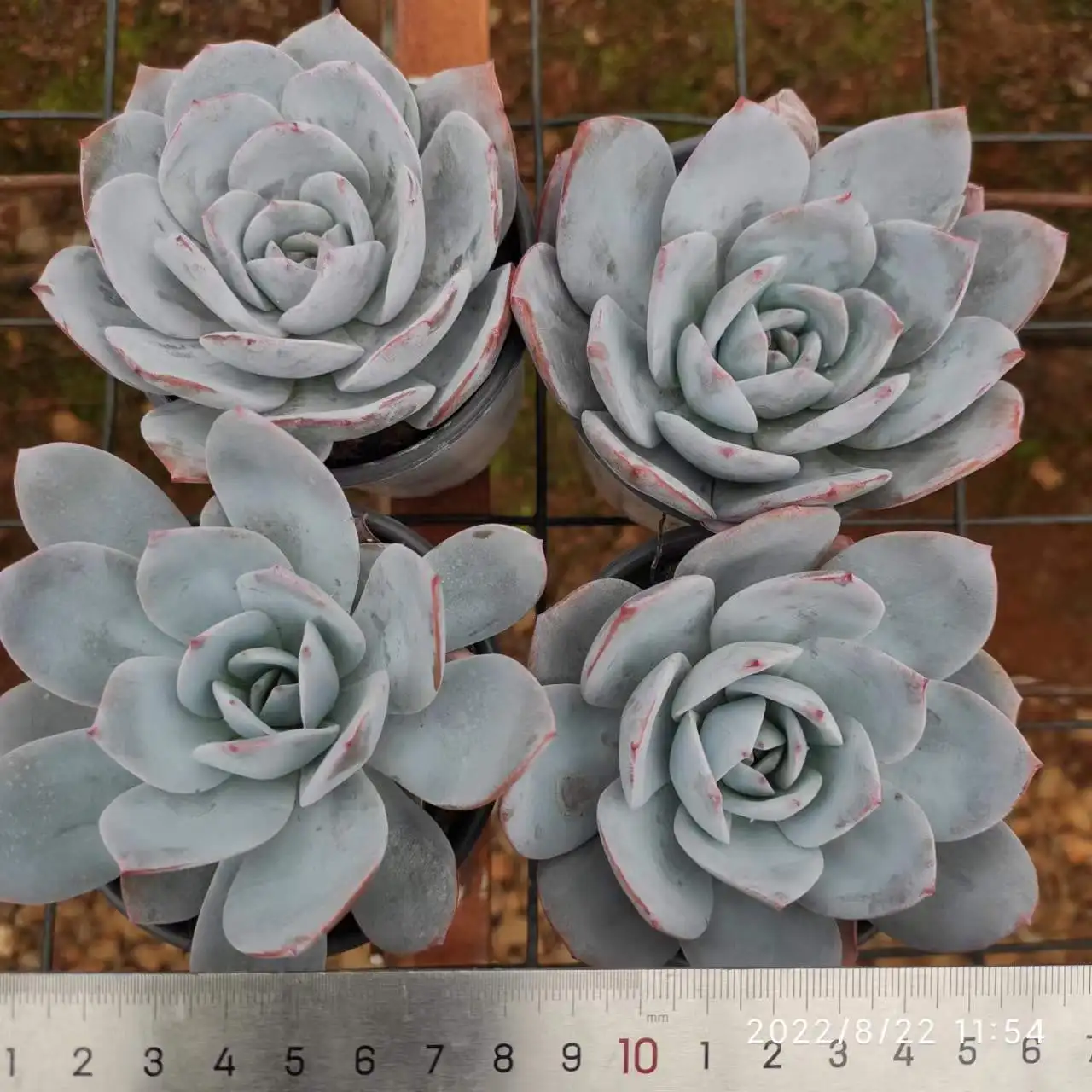 SL093Echeveria Laui Wholesale Large Artificial mini succulents Succulent Plants And Succulents In Pots