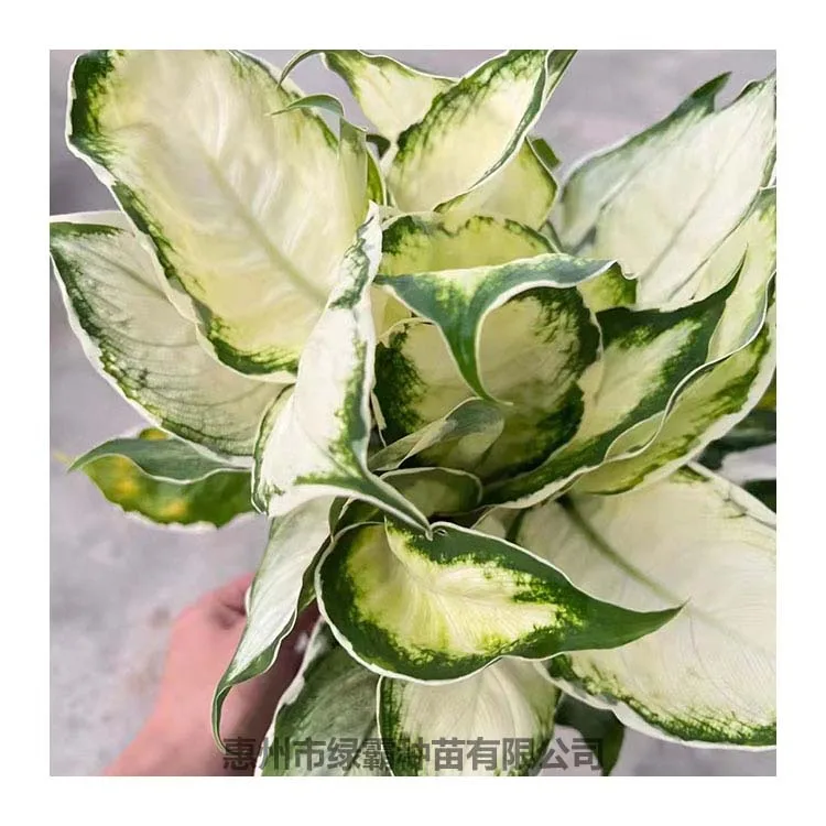 Popular Chinese Evergreen plant  White Moonlight Aglaonema  artificial plant bonsai