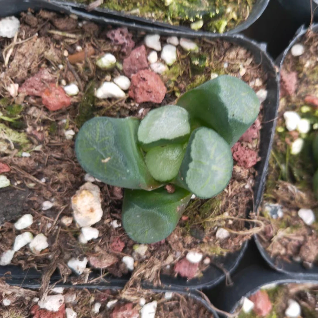 3-5cm Live Plant Haworthia truncata Okagami Decor for Nursery Real Natural Indoor Outdoor Plants