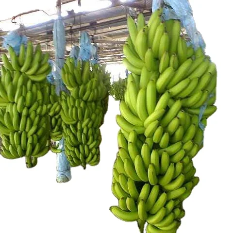 Fresh Green Cavendish Banana Best Quality.