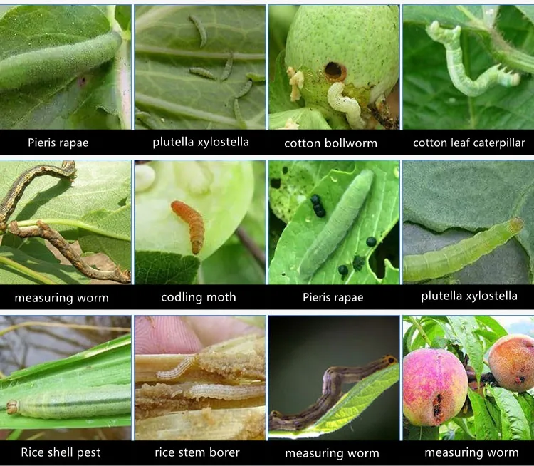 Insecticide Pesticide Emamectin Bezoate 5% WDG,Emamectin Bezoate 50g/kg WDG