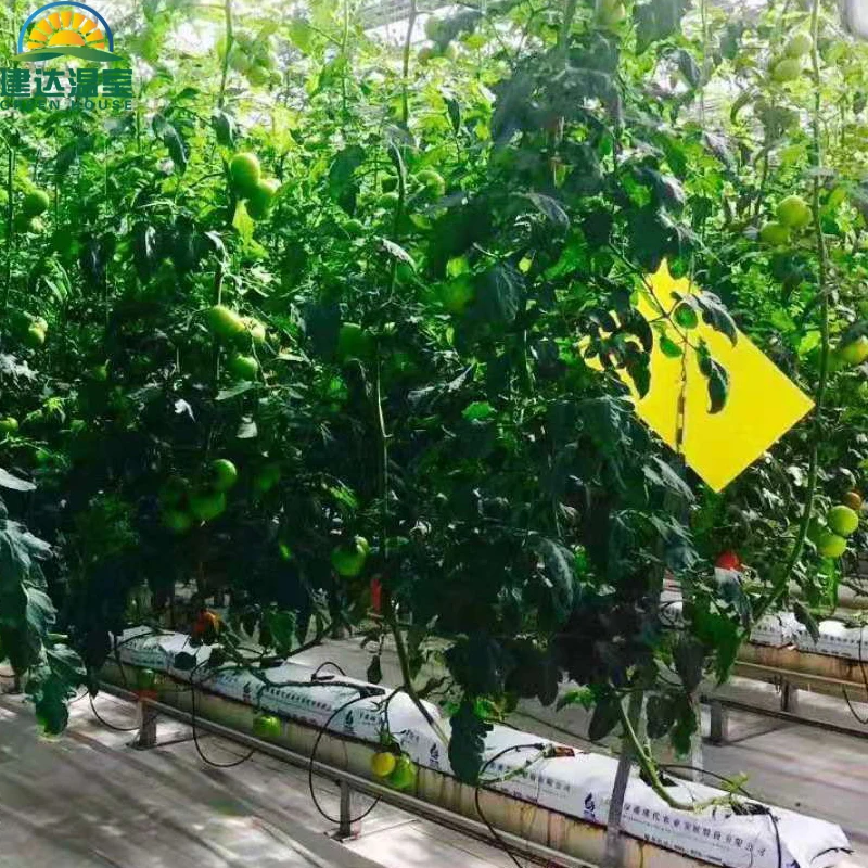 SUNSGH higher yield SUNSGH Agricultural Greenhouse Hydroponic coco peat tomato