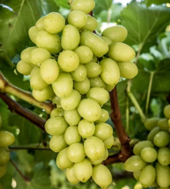 HIGH QUALITY Fresh Grapes  - TURKEY (Antalya) 2022