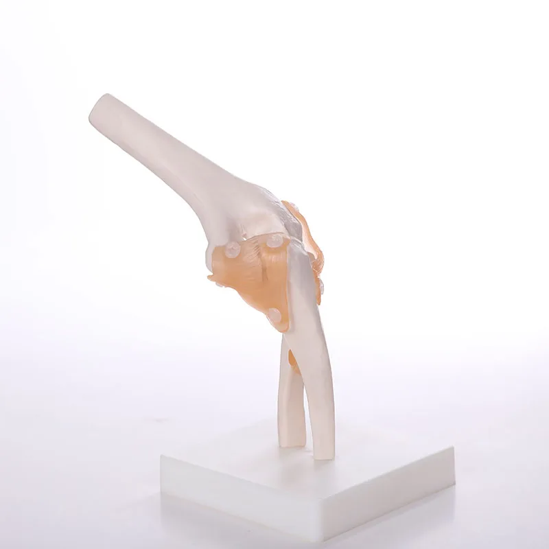 ADA 42cm Nursing School Pvc Human Teaching Anatomical Skull Model Small Skeleton Toy For Science Medical Spine Simulator