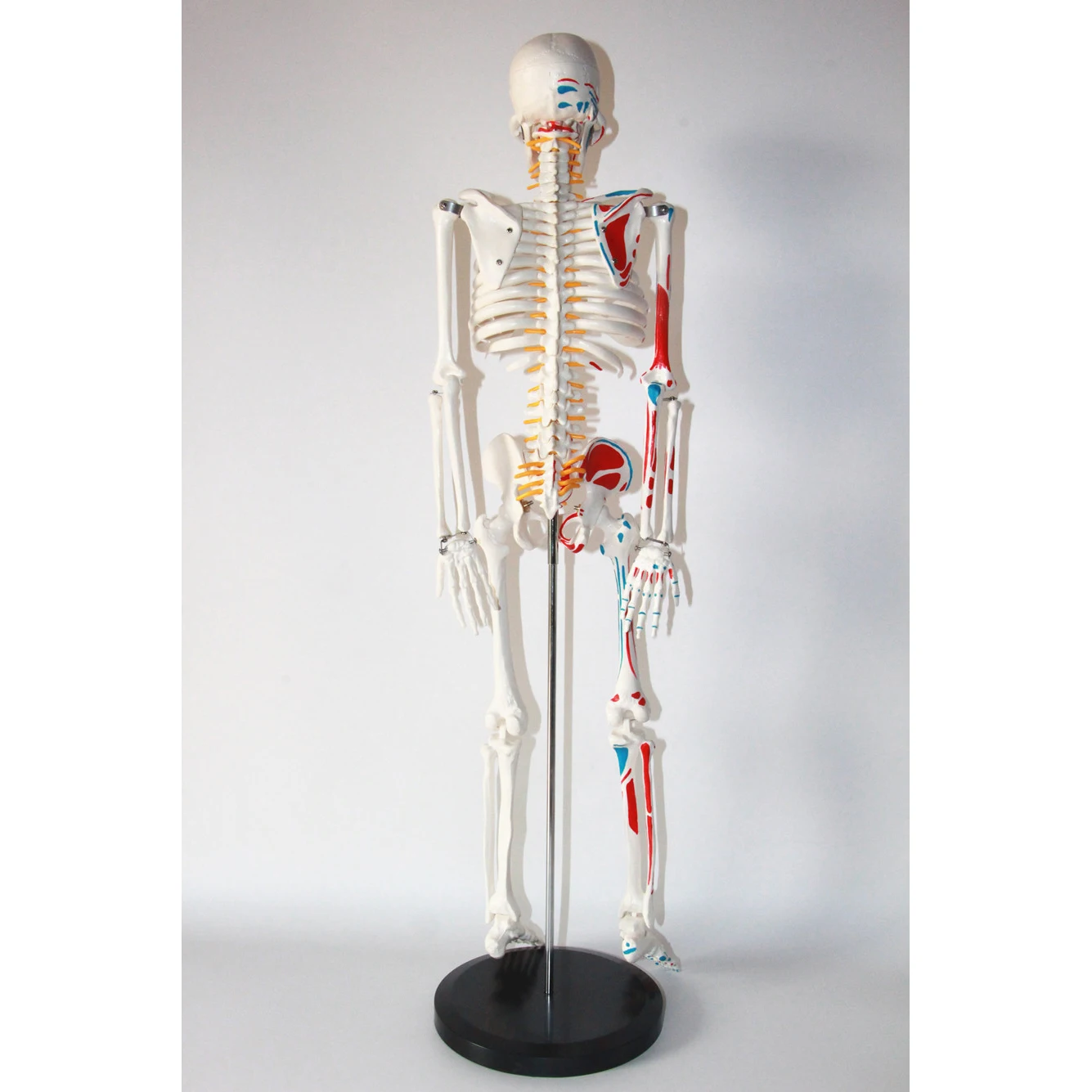 Standard 85CM Human Skeleton Model Distribution of skeletal and muscle starting and ending points