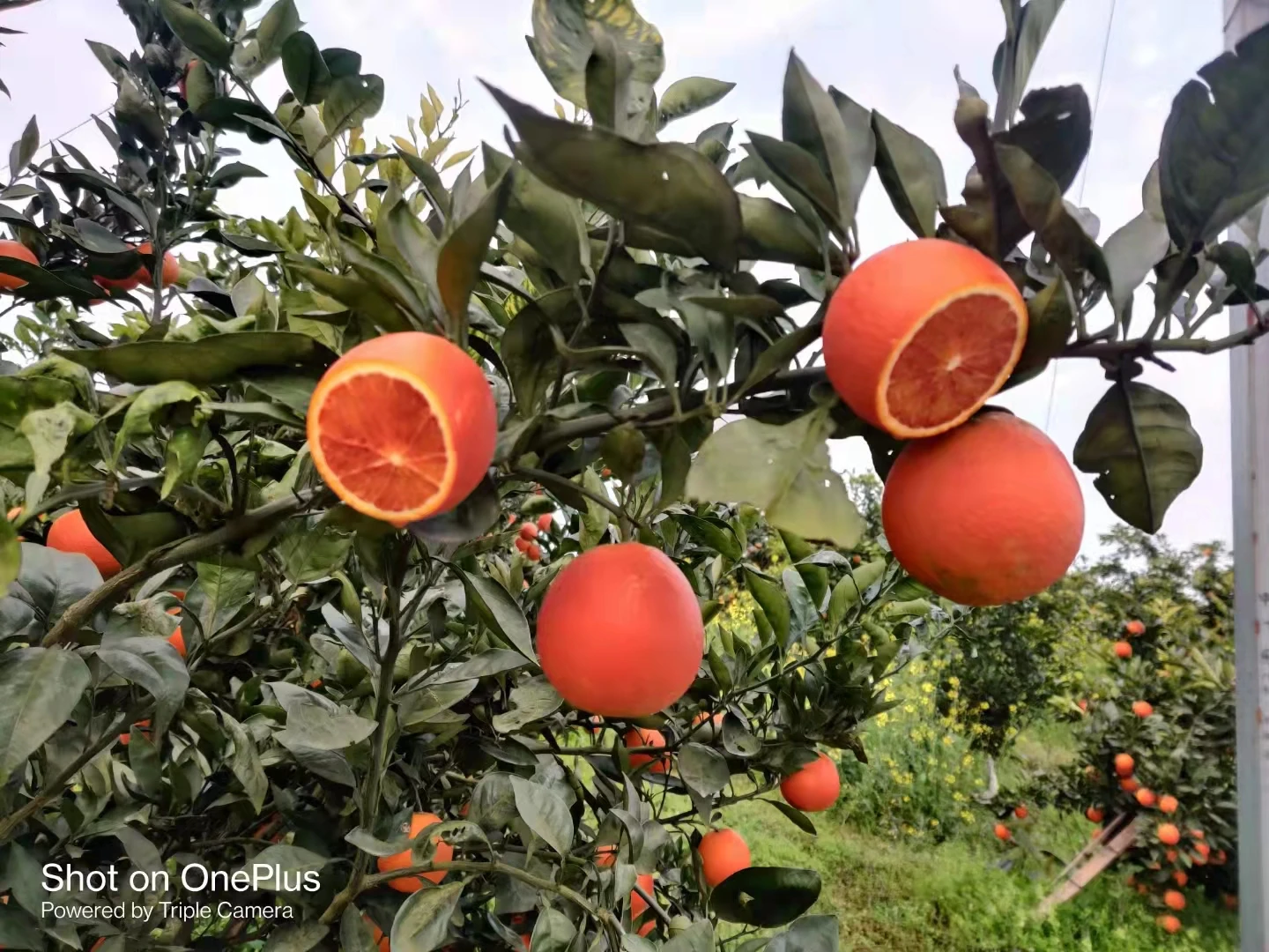 Fresh Red and Blood Orange Available for Export High Quality Organic Blood Orange Red Citrus Orange
