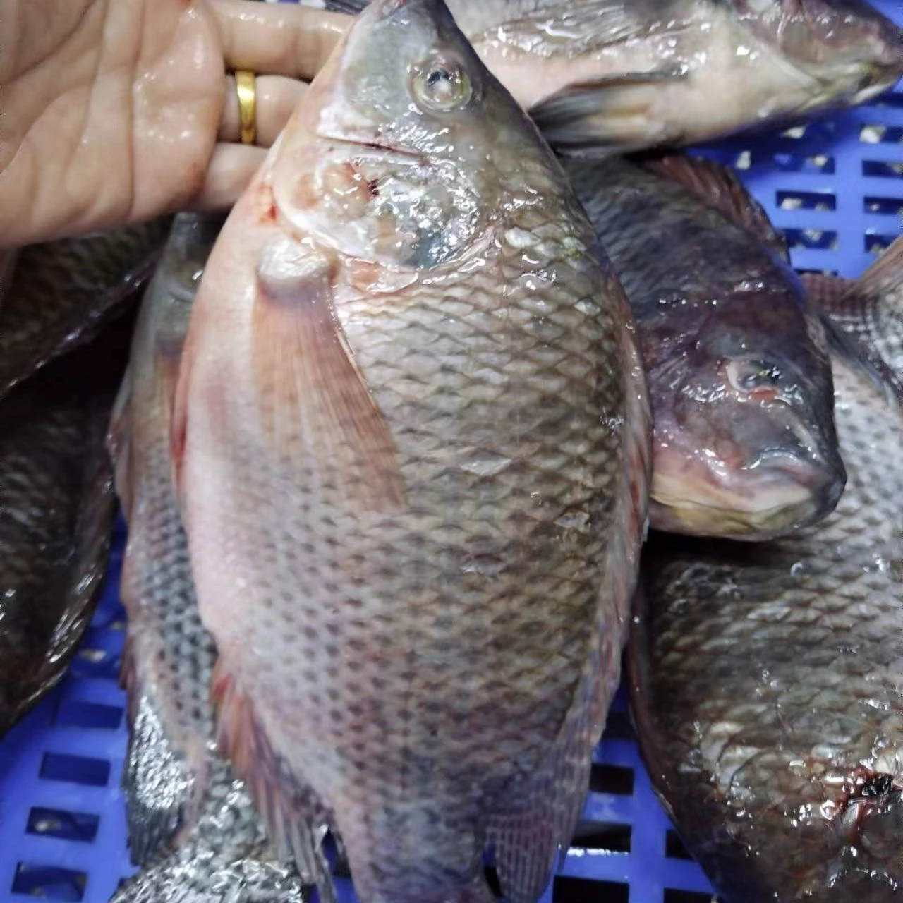 Китайский продукт из морепродуктов, замороженная Тилапия, рыба для паровой рыбы, Тилапия, черная рыба