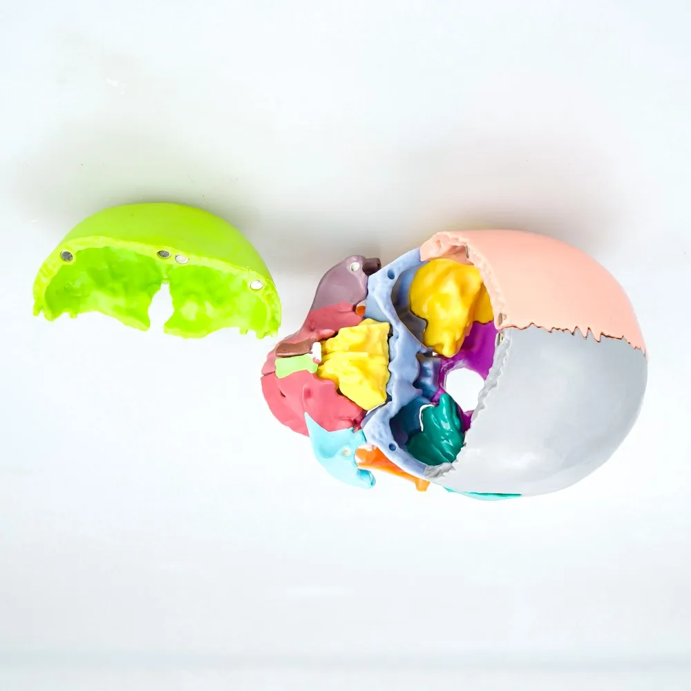 Anatomy Human Brain with Cervical Spine plastic detachable skull model