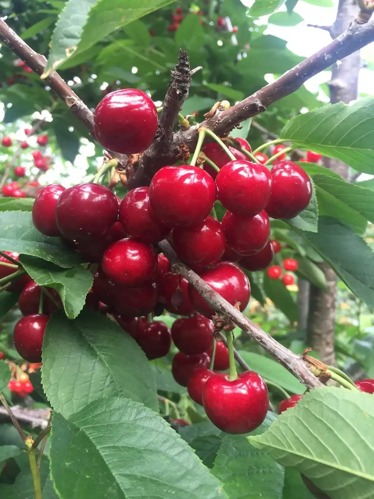 Farm Natural Fresh Cherry Fruit 2024 Cheap Price High-end Delicious from China
