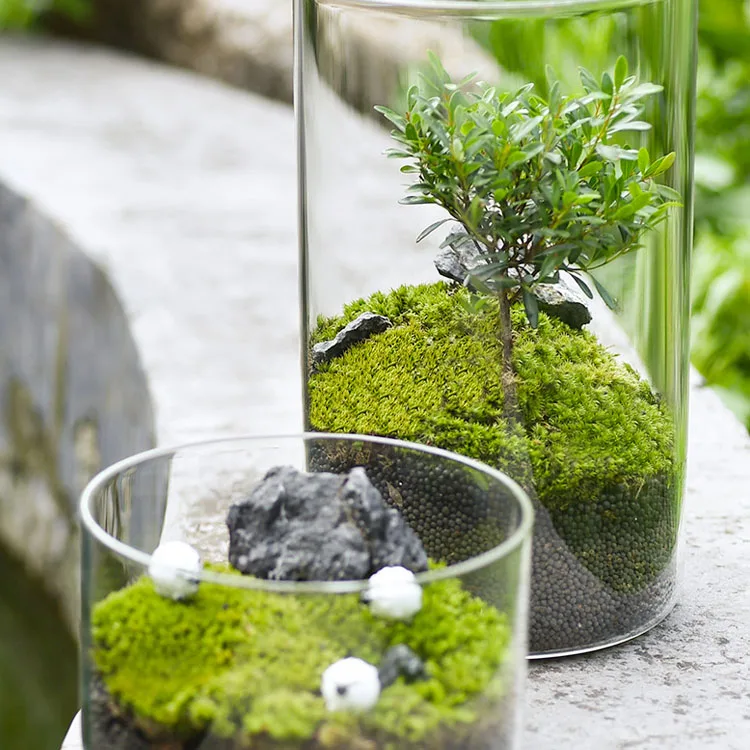 Wholesale New Arrival Home Office Garden Wedding Decoration Cylindrical Shape Glass Plant Vase Glass Terrarium Jar