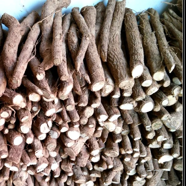 
Гибридный корень паунии Paotong 9501 для производства древесины 