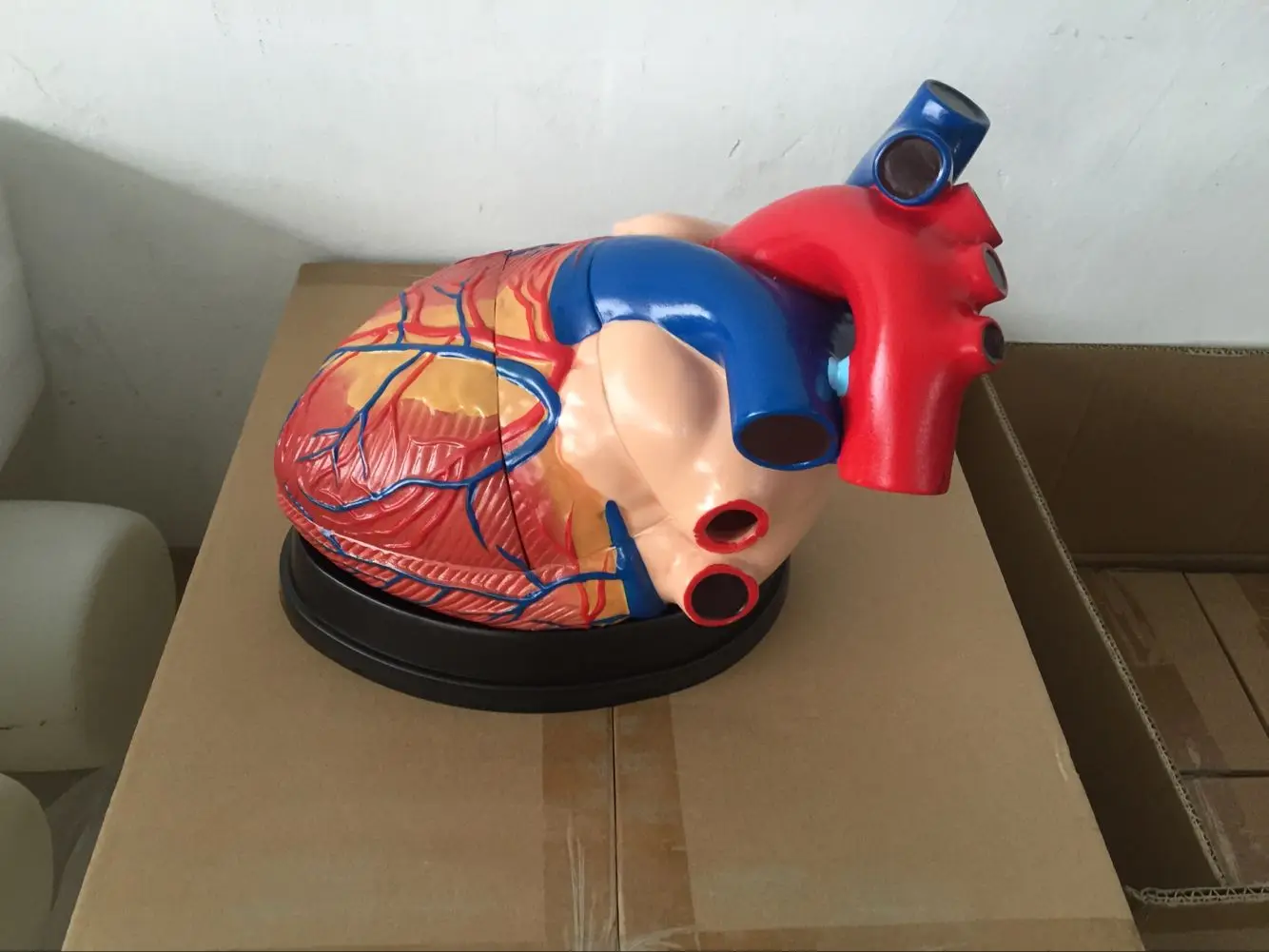 BIX-A1067 big heart anatomical structure models