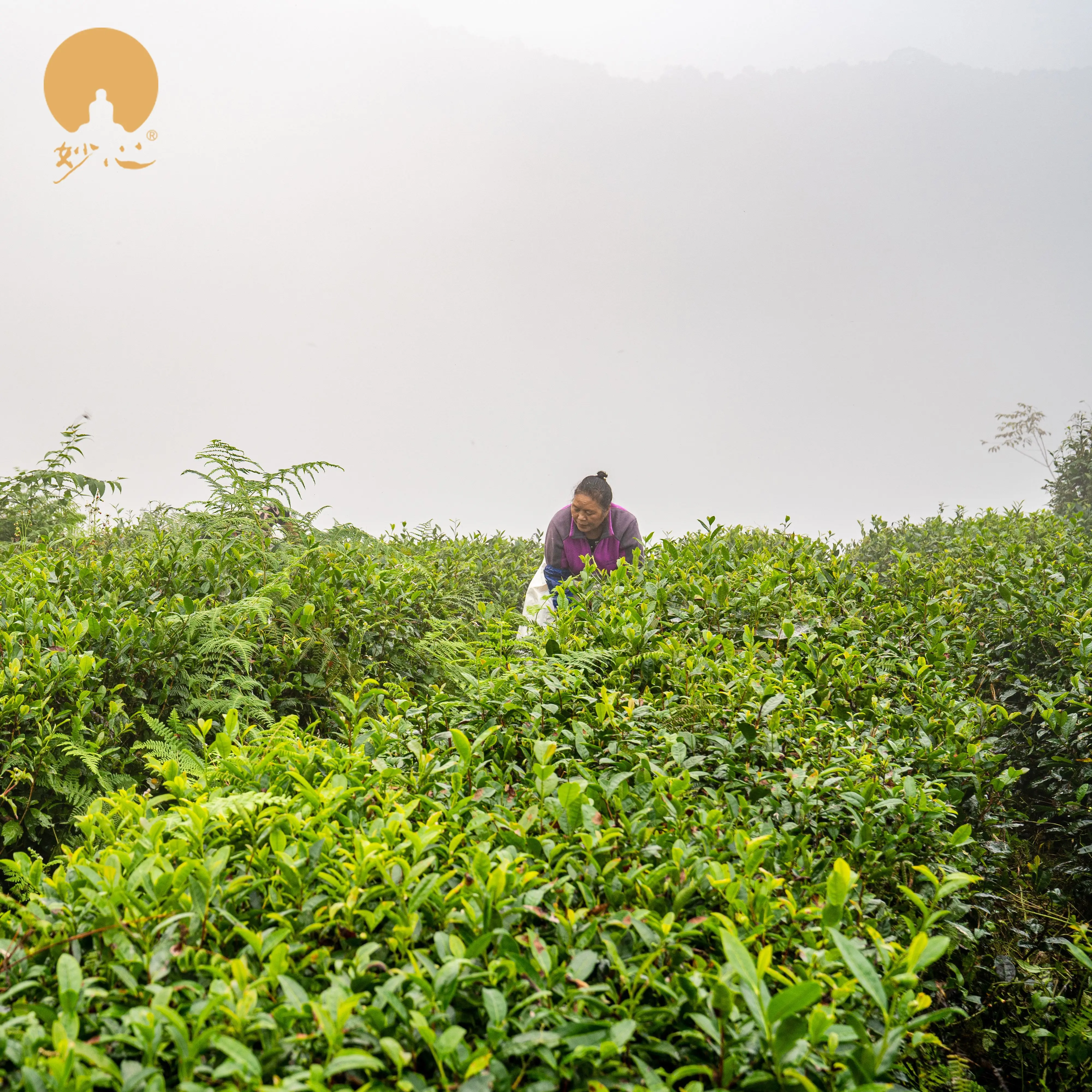 Miaoxin Organic Jasmine Green Tea High Quality Detox Chunmee Tea in Bulk Box or Bag Packaging with Excellent Customer Service