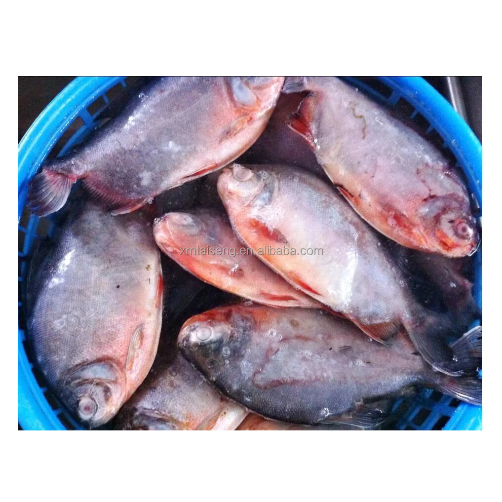 Frozen Fish Suppliers Fresh Frozen High Quality Good Wholesale Price Red Pomfret IQF Red Pacu Fish on Sale