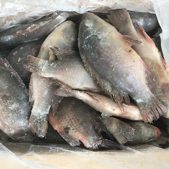 Wholesale seafood top quality fresh fish frozen whole tilapia