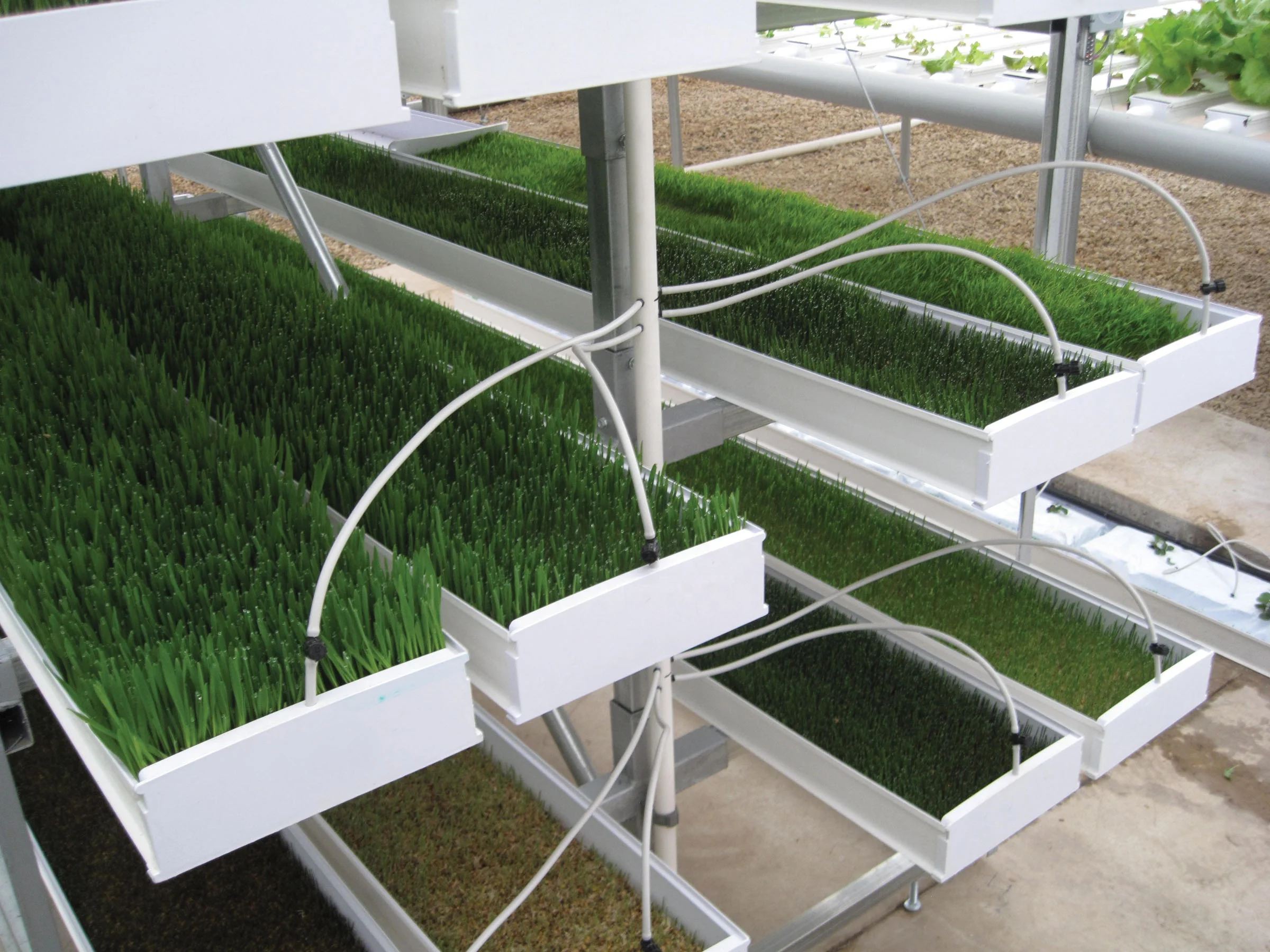 Hot Sale Barley Vertical Fodder Growing Shelf Hydroponic Fodder Grow System For Animals