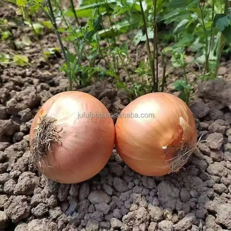 Onion From China Red Yellow Onion Seeds