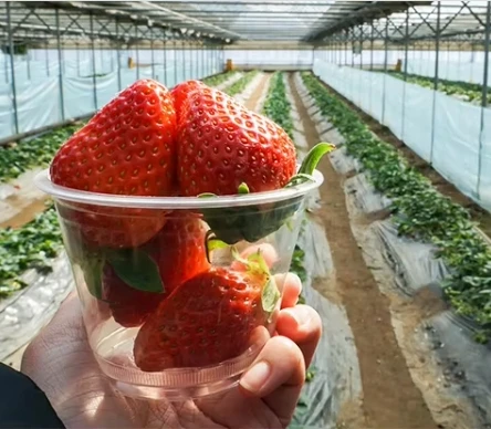 High strength anti condensate agricultural greenhouses plastic film  price of m2 agricultural greenhouse tunnel for sale