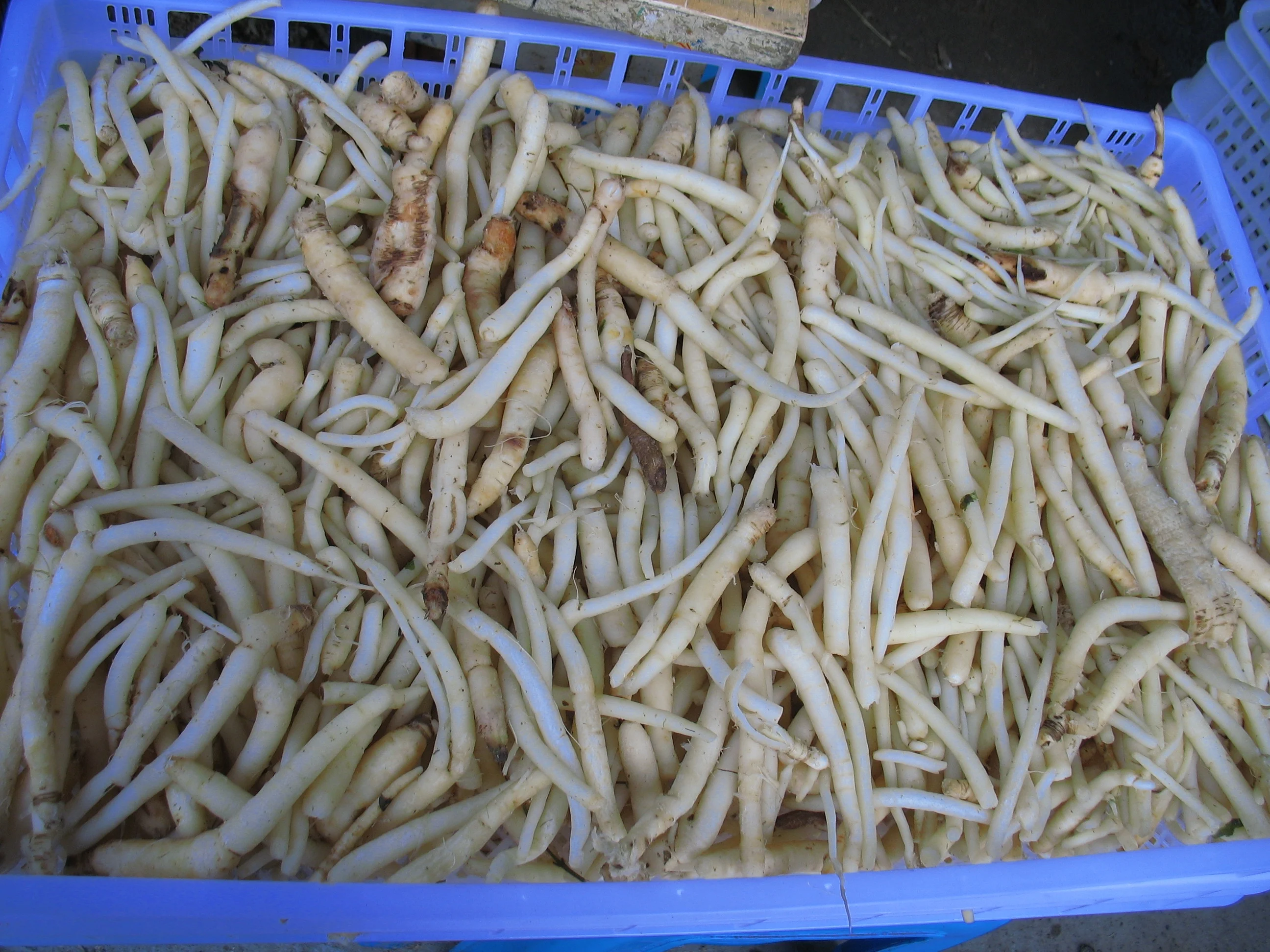 Chuanminshen violaceum Chinese herbal medicine Flat bed dryer