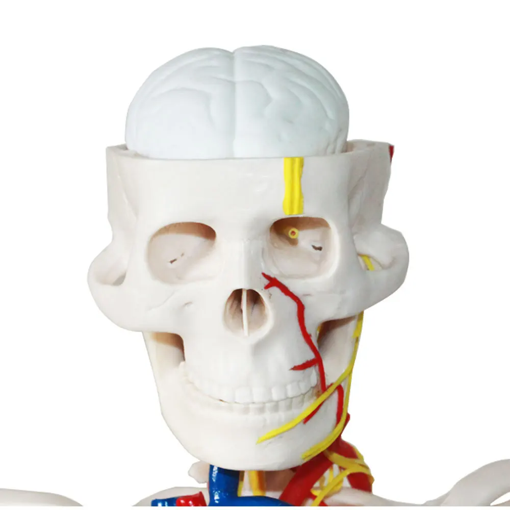Medical School Teaching Resources Flexible PVC Simulated 85cm Human Skeletal Anatomy Model With Heart Spine Nerves Blood Vessels