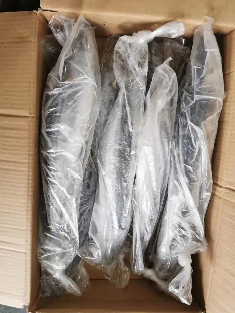 Spanish Horse Mackerel Price Fresh Catch Mackerel Fish Frozen